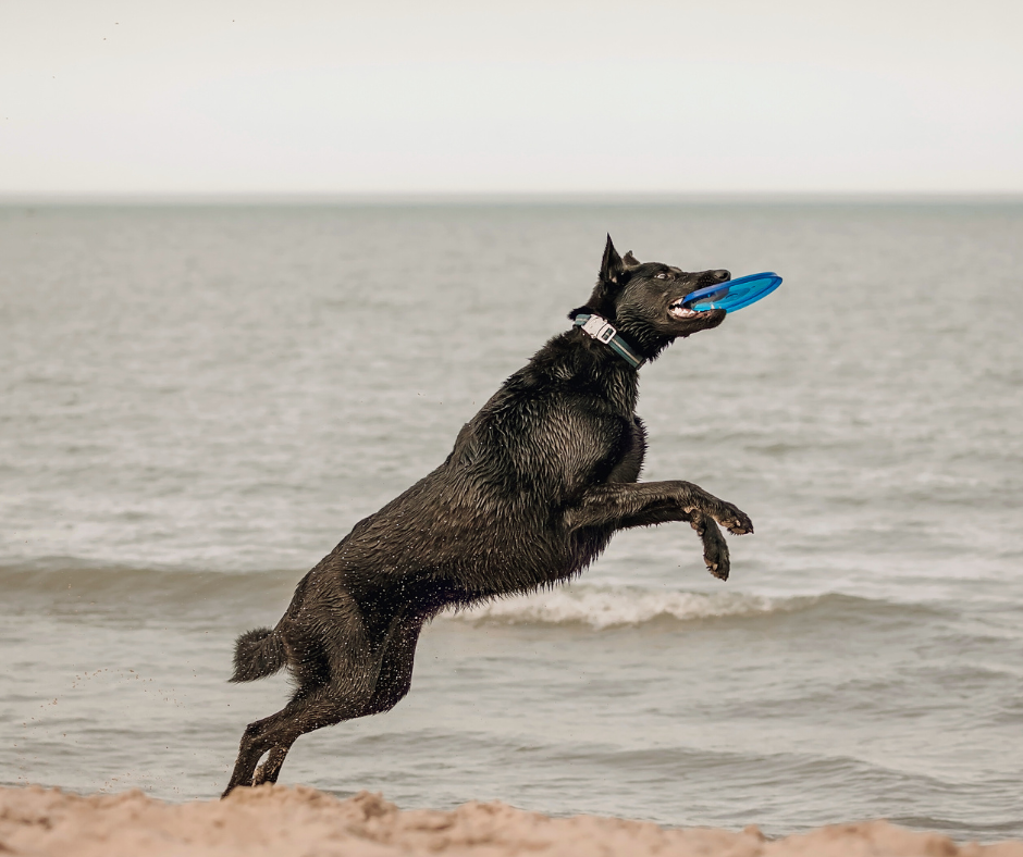 Flying Saucer Interactive Dog Toy