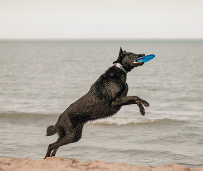 Flying Saucer Interactive Dog Toy