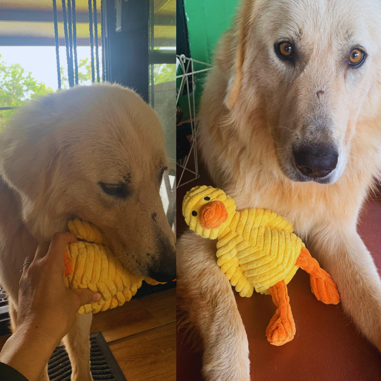 Companion Animal Toy for Dogs – Squeaky & Bite Resistant
