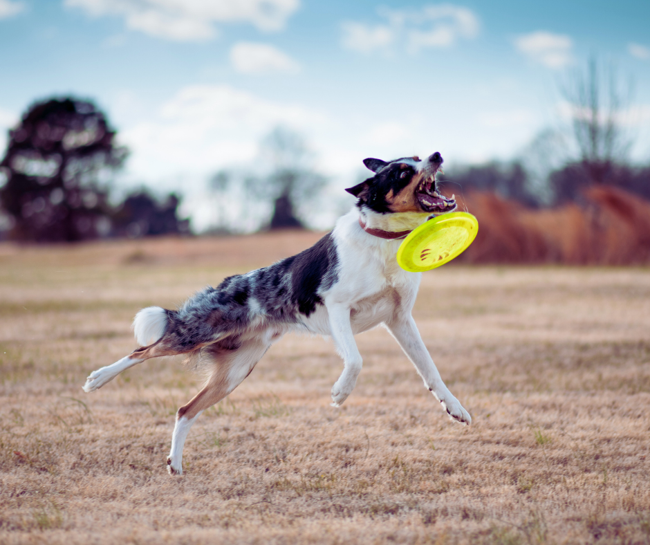 Flying Saucer Interactive Dog Toy